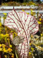 Sarracenia leucophylla Bicolor Santa Rosa Co, FL x leucophylla FL red form Pitcher Plant