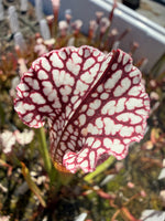 Sarracenia leucophylla Bicolor Santa Rosa Co, FL x leucophylla FL red form Pitcher Plant