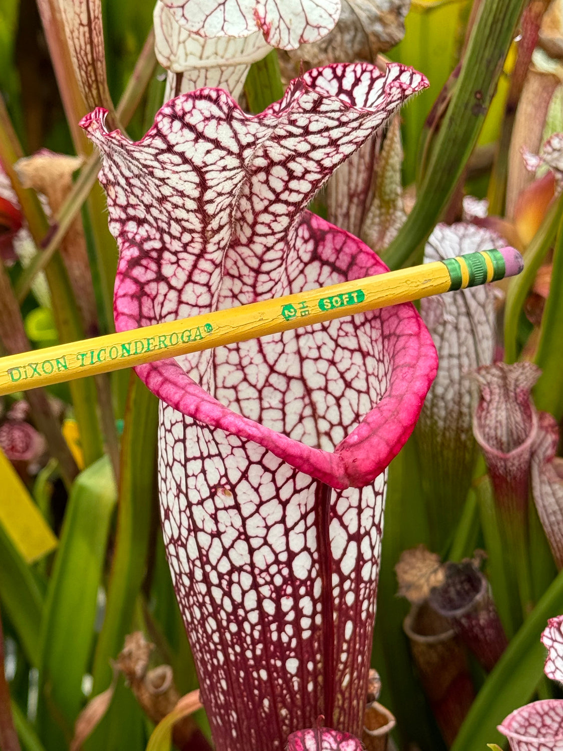 Close-up of a unique pink and white flower with a pencil for scale, set against a natural background.