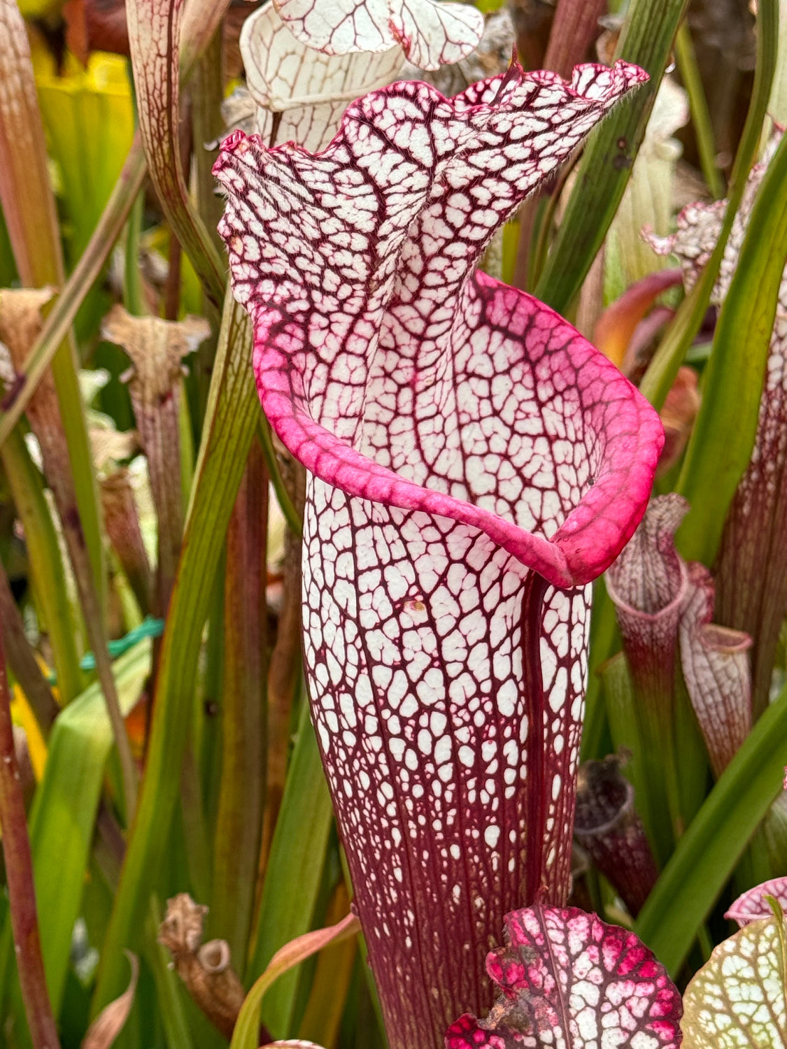 Close-up of a pink and white pitcher plant with green leaves in the background