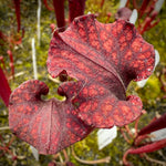Close-up of a pitcher plant with two deep burgundy-red leaves covered in fine white hairs, set against a background of green moss and other plant stems.