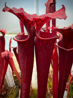 Sarracenia leucophylla Calen’s Super x flava var atropurpurea Pitcher Plant