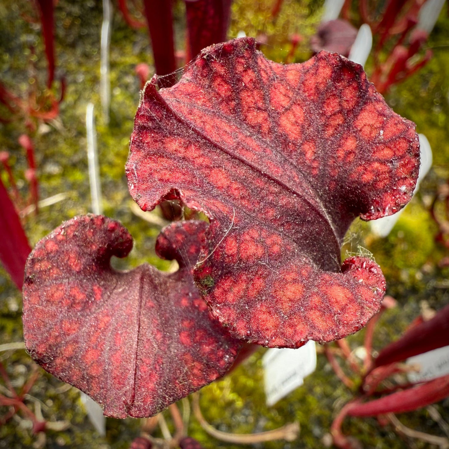 Sarracenia leucophylla Calen’s Super x flava var atropurpurea Pitcher Plant