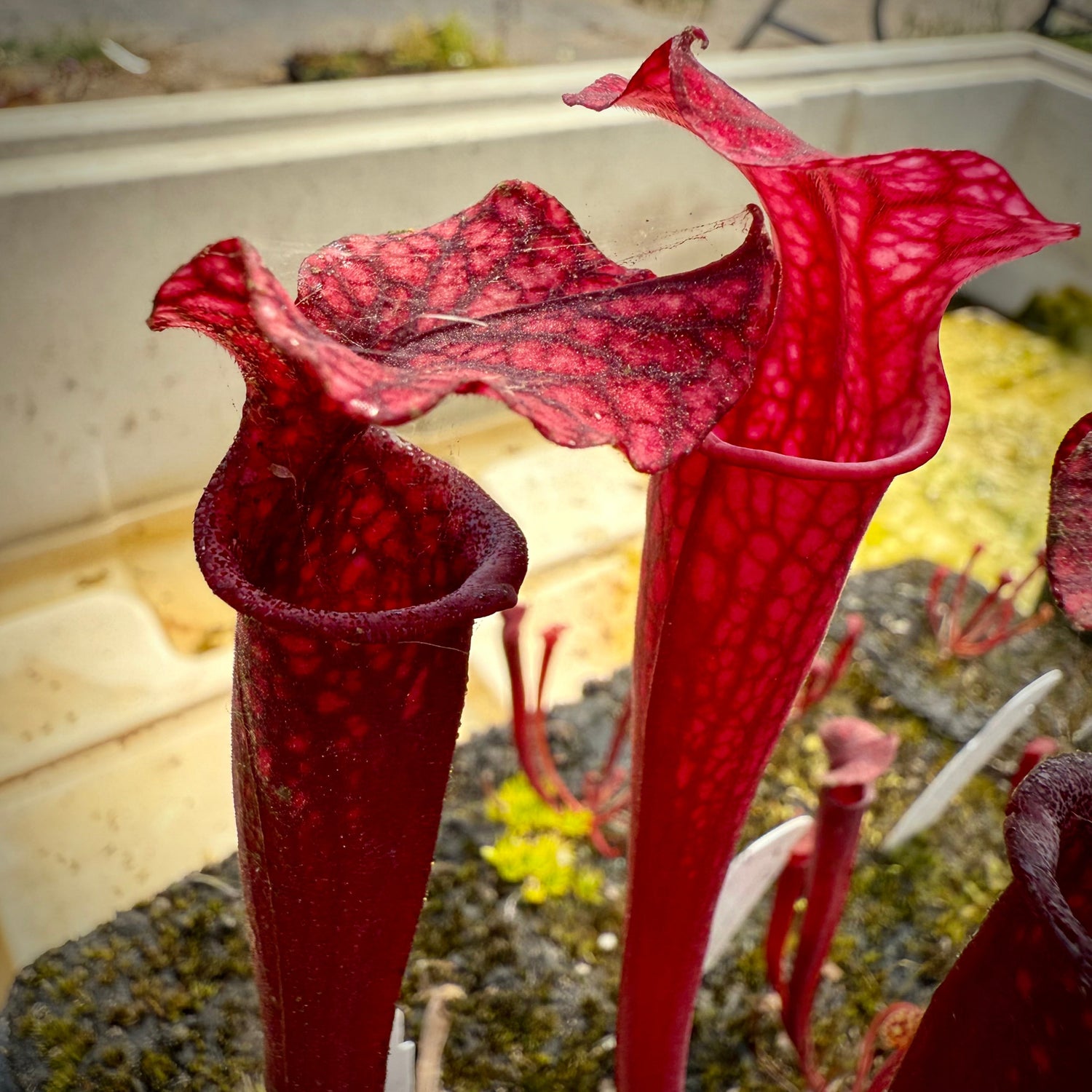Sarracenia leucophylla Calen’s Super x flava var atropurpurea Pitcher Plant