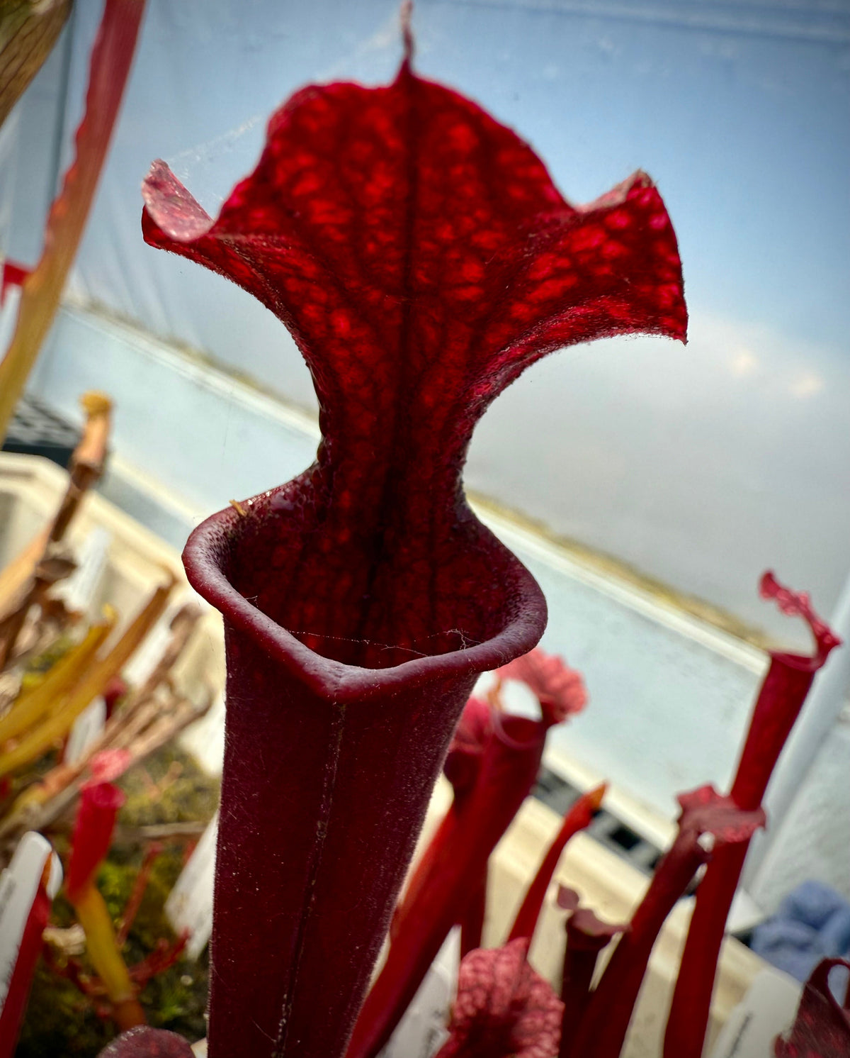 Sarracenia leucophylla Calen’s Super x flava var atropurpurea Pitcher Plant