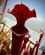 Sarracenia leucophylla Calen’s Super x flava var atropurpurea Pitcher Plant