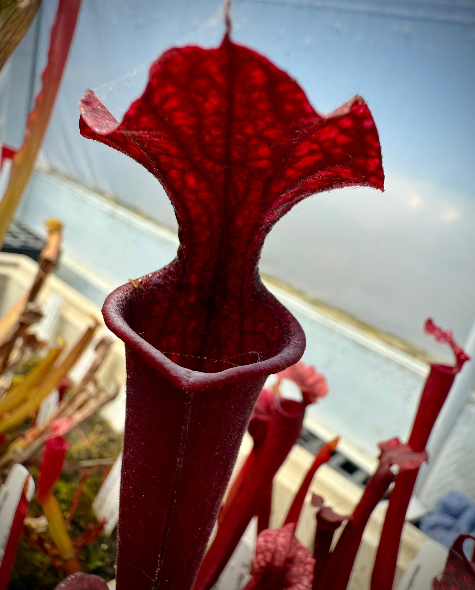Sarracenia leucophylla Calen’s Super x flava var atropurpurea Pitcher Plant