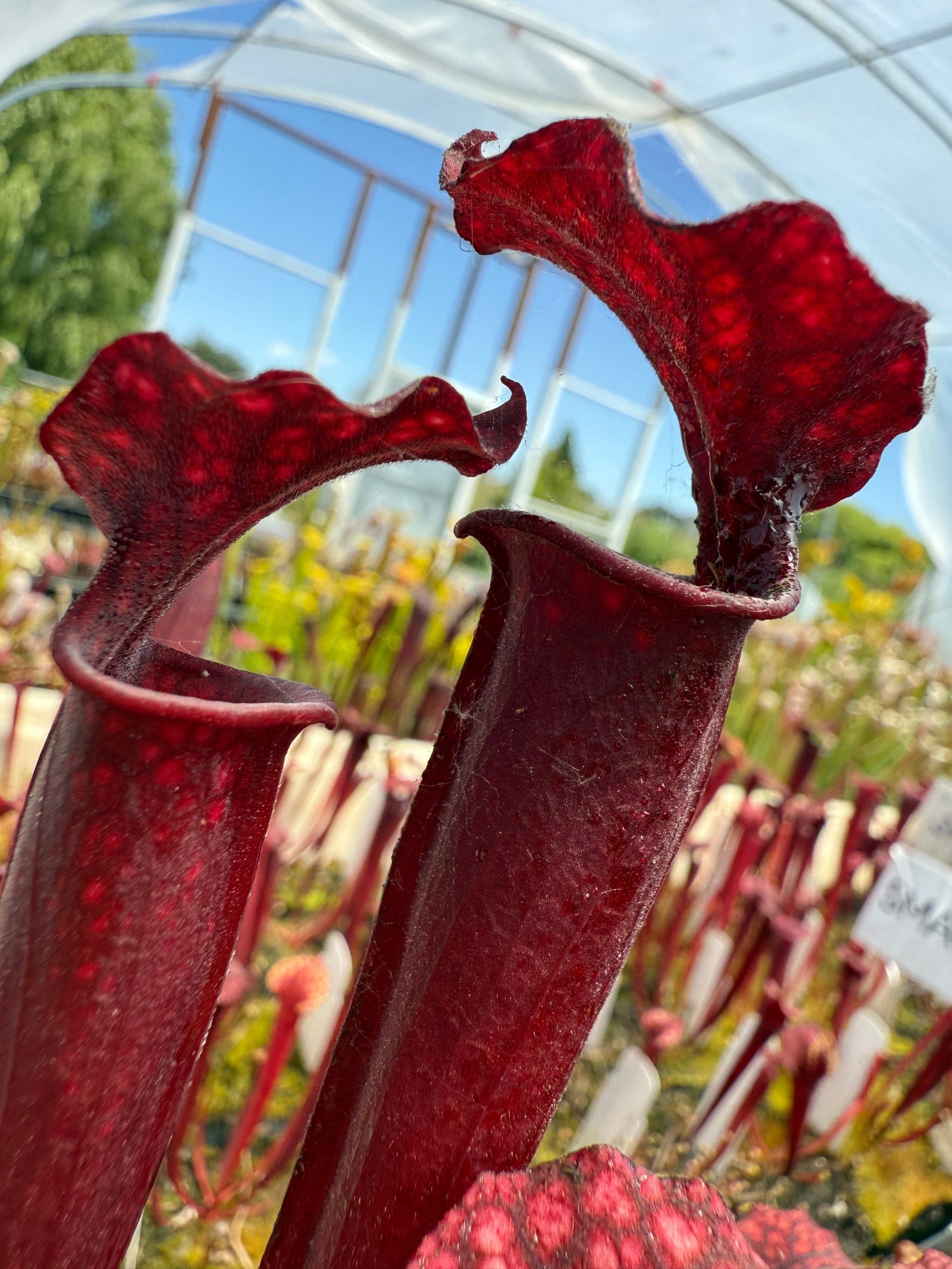 Sarracenia leucophylla Calen’s Super x flava var atropurpurea Pitcher Plant