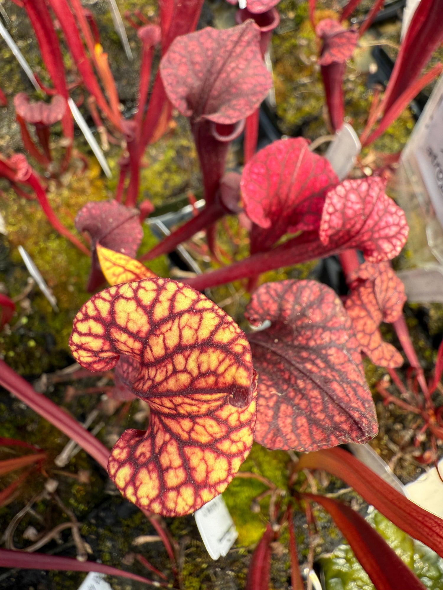 Sarracenia leucophylla Calen’s Super x flava var atropurpurea Pitcher Plant