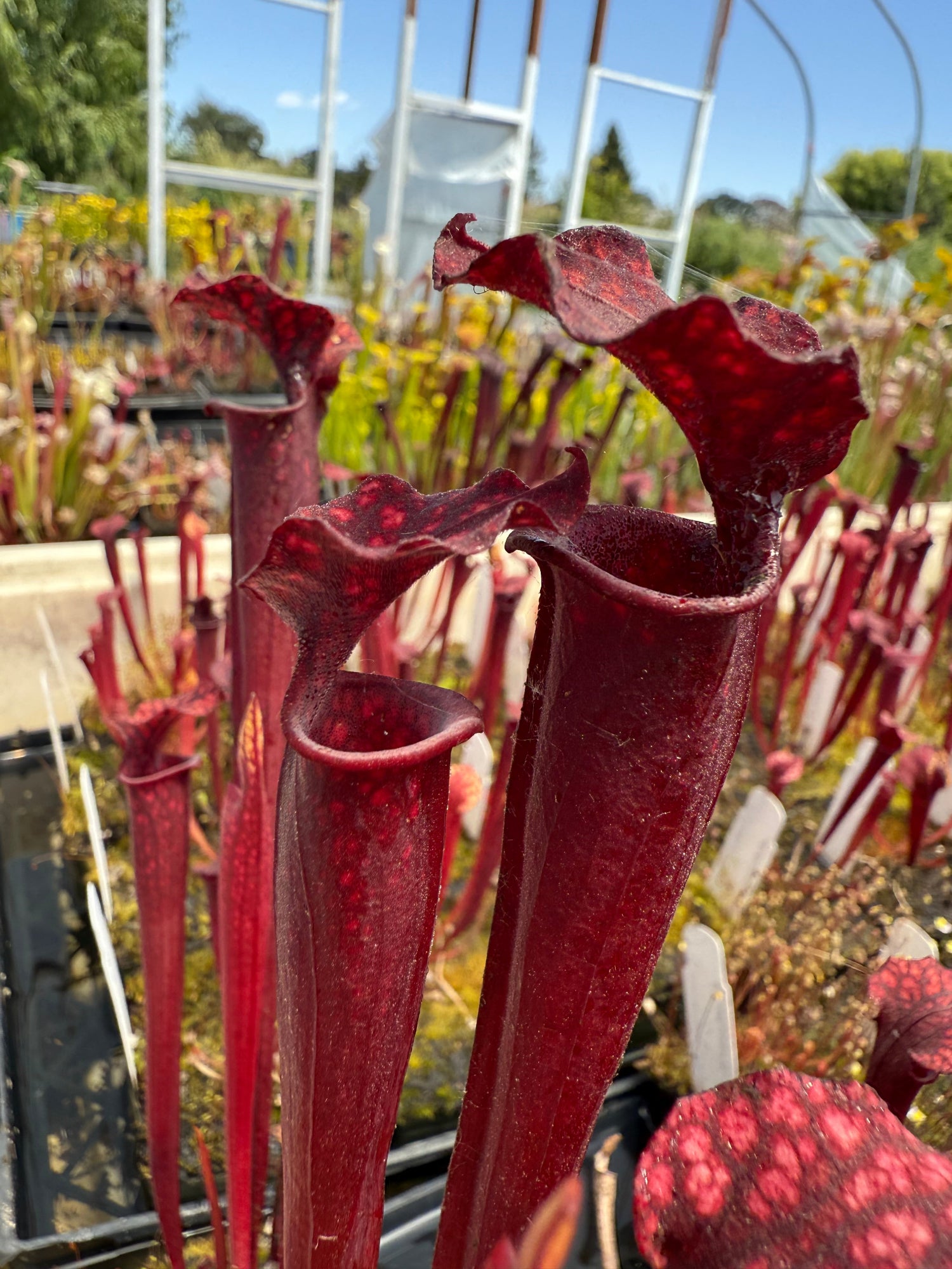 Sarracenia leucophylla Calen’s Super x flava var atropurpurea Pitcher Plant