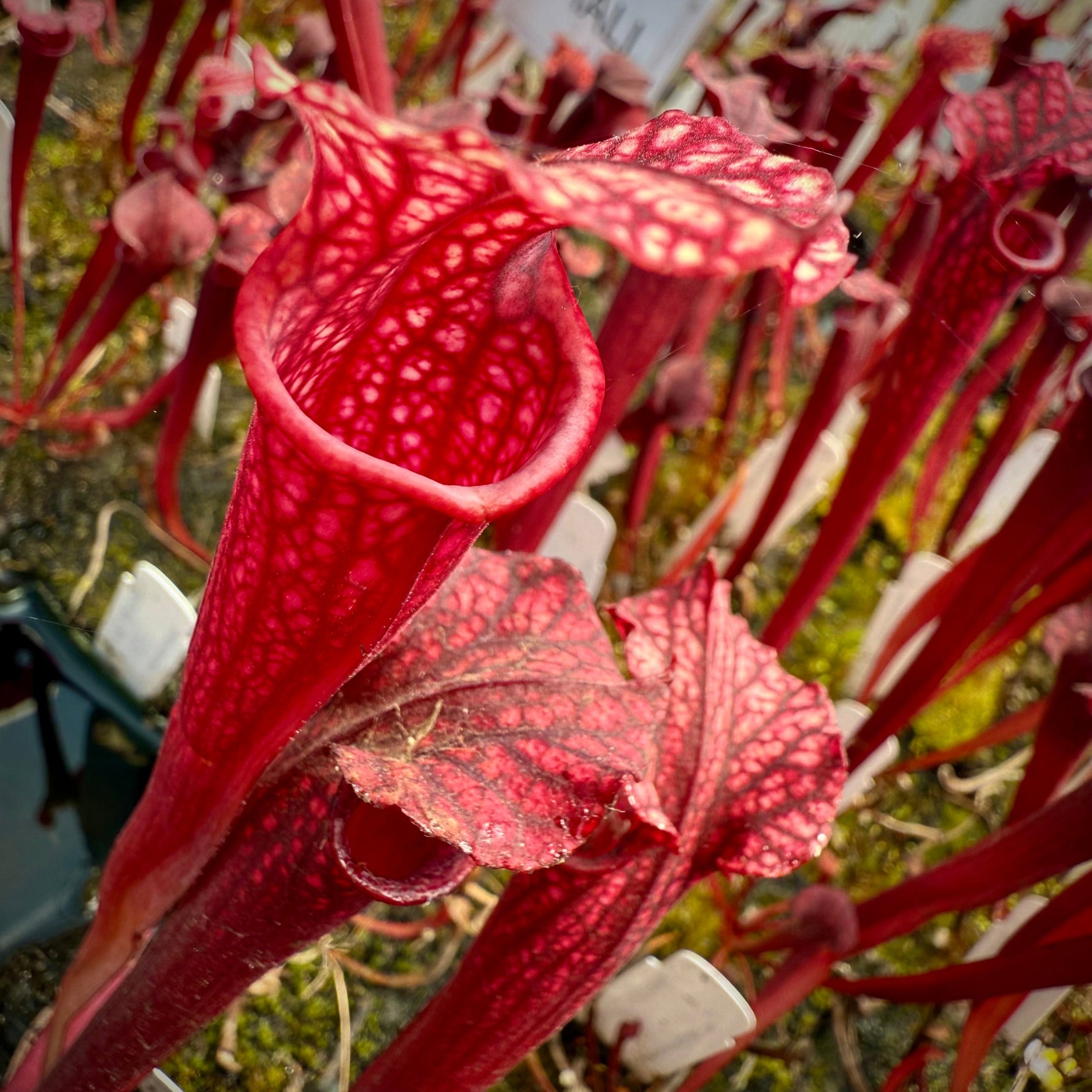 Sarracenia leucophylla Calen’s Super x flava var atropurpurea Pitcher Plant