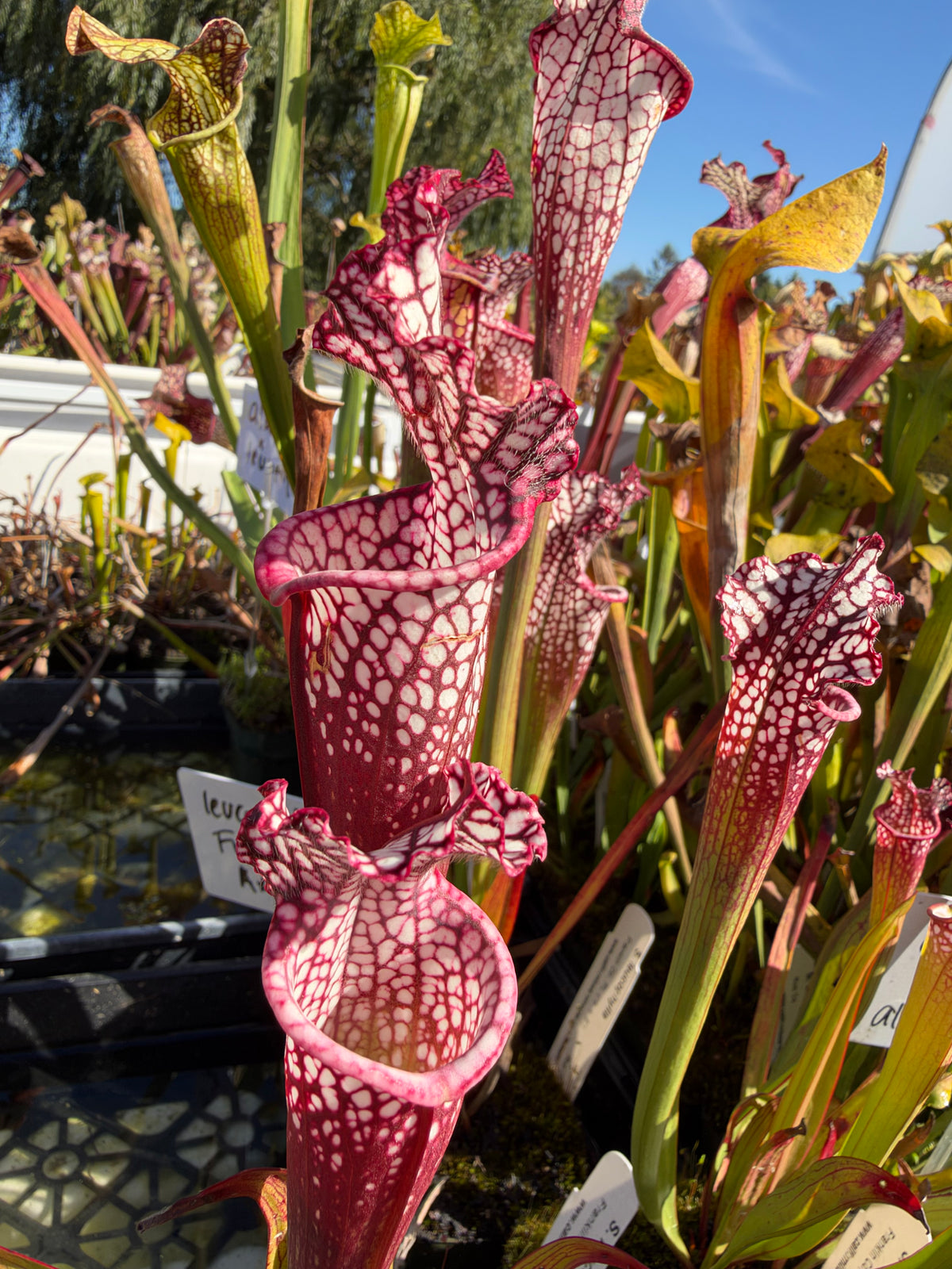 Sarracenia plants grow in an outdoor setting
