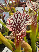 A close-up of a Sarracenia pitcher plant with a large white and deep burgundy patterned lip, surrounded by other green plants in a nursery setting.