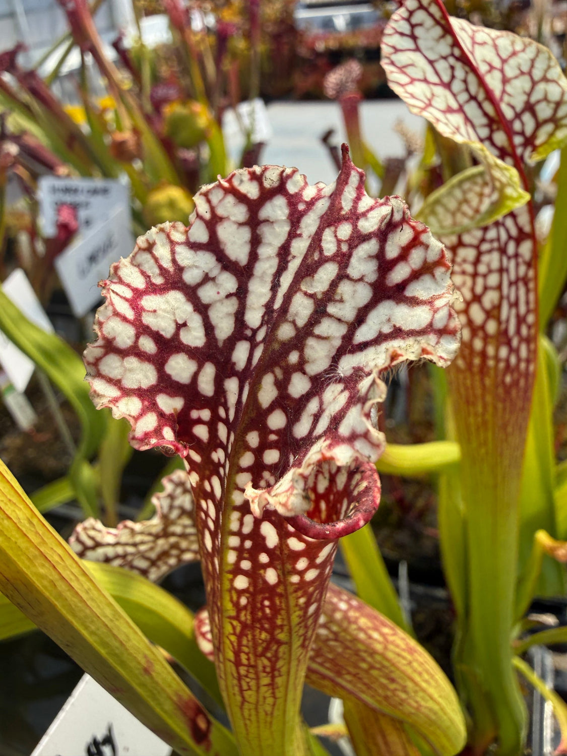 A close-up of a Sarracenia pitcher plant with a large white and deep burgundy patterned lip, surrounded by other green plants in a nursery setting.