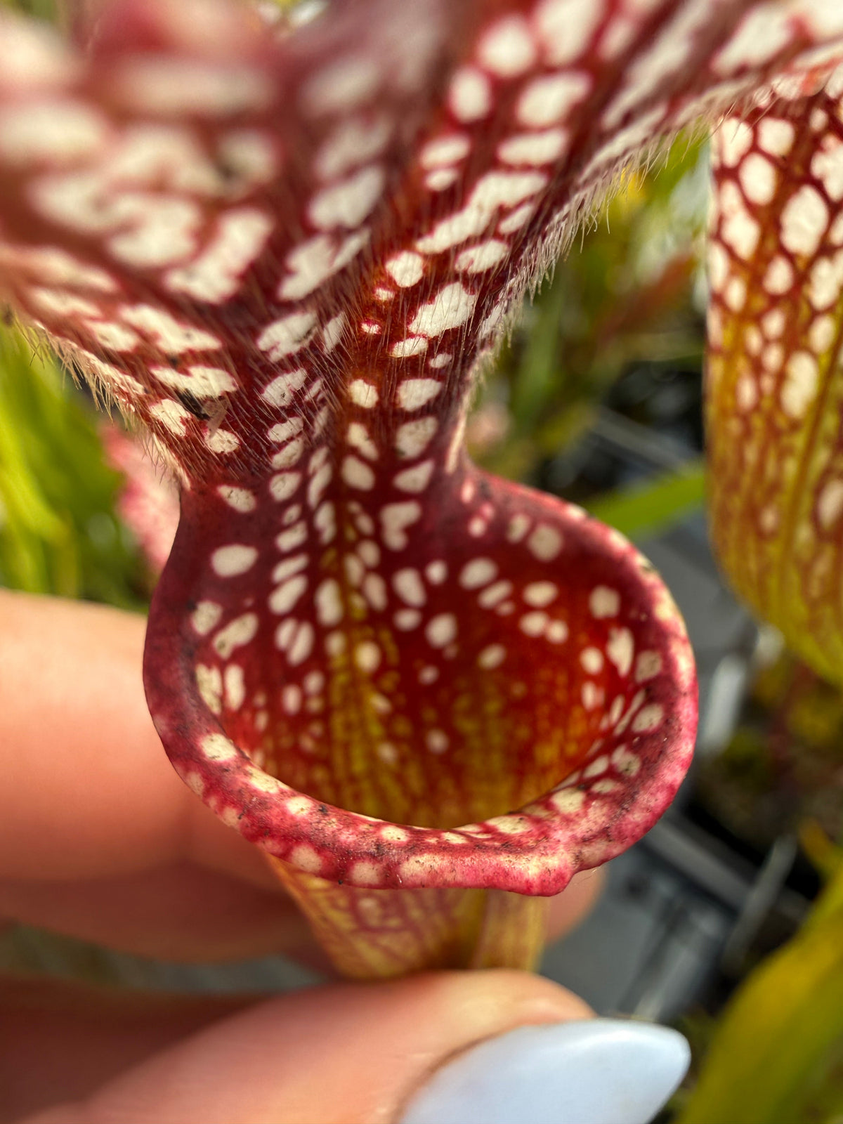 Sarracenia leucophylla Great Spotty Lip Pitcher Plant