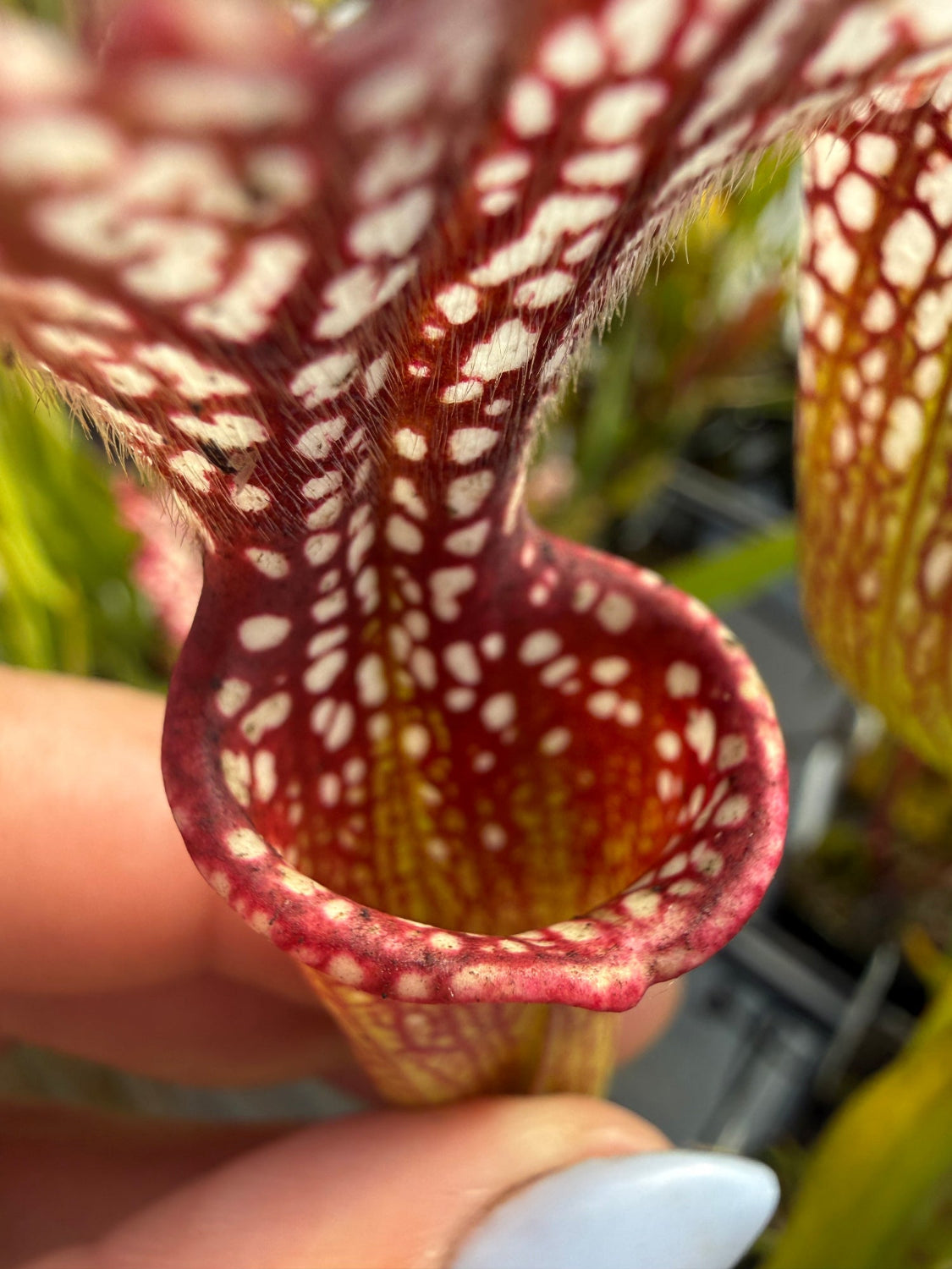 A close-up of a carnivorous pitcher plant with a deep red and yellow patterned pitcher held by a human hand, showing the fine hairs and white spots on the inner surface.
