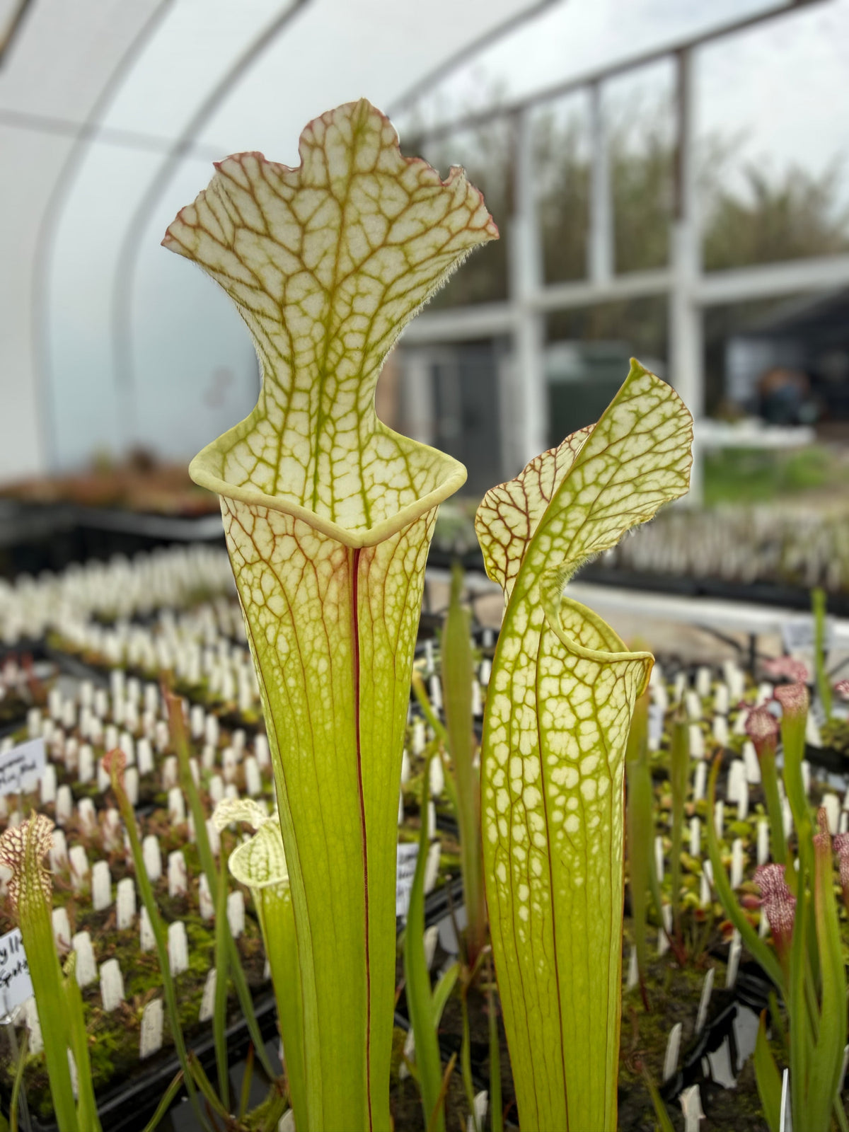Sarracenia leucophylla Green and White Pitcher Plant