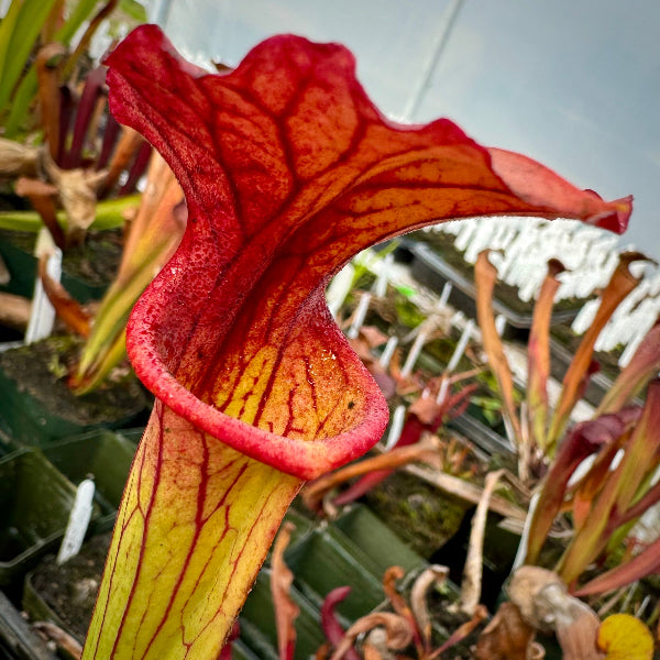 Sarracenia leucophylla "Green" x flava var ornata “Bulloch, Co”