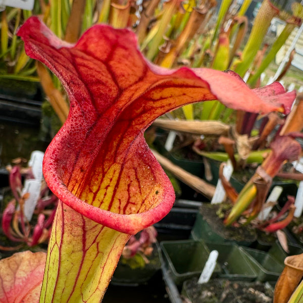 Sarracenia leucophylla "Green" x flava var ornata “Bulloch, Co”