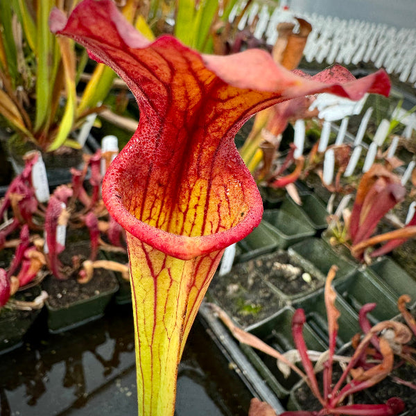 Sarracenia leucophylla "Green" x flava var ornata “Bulloch, Co”