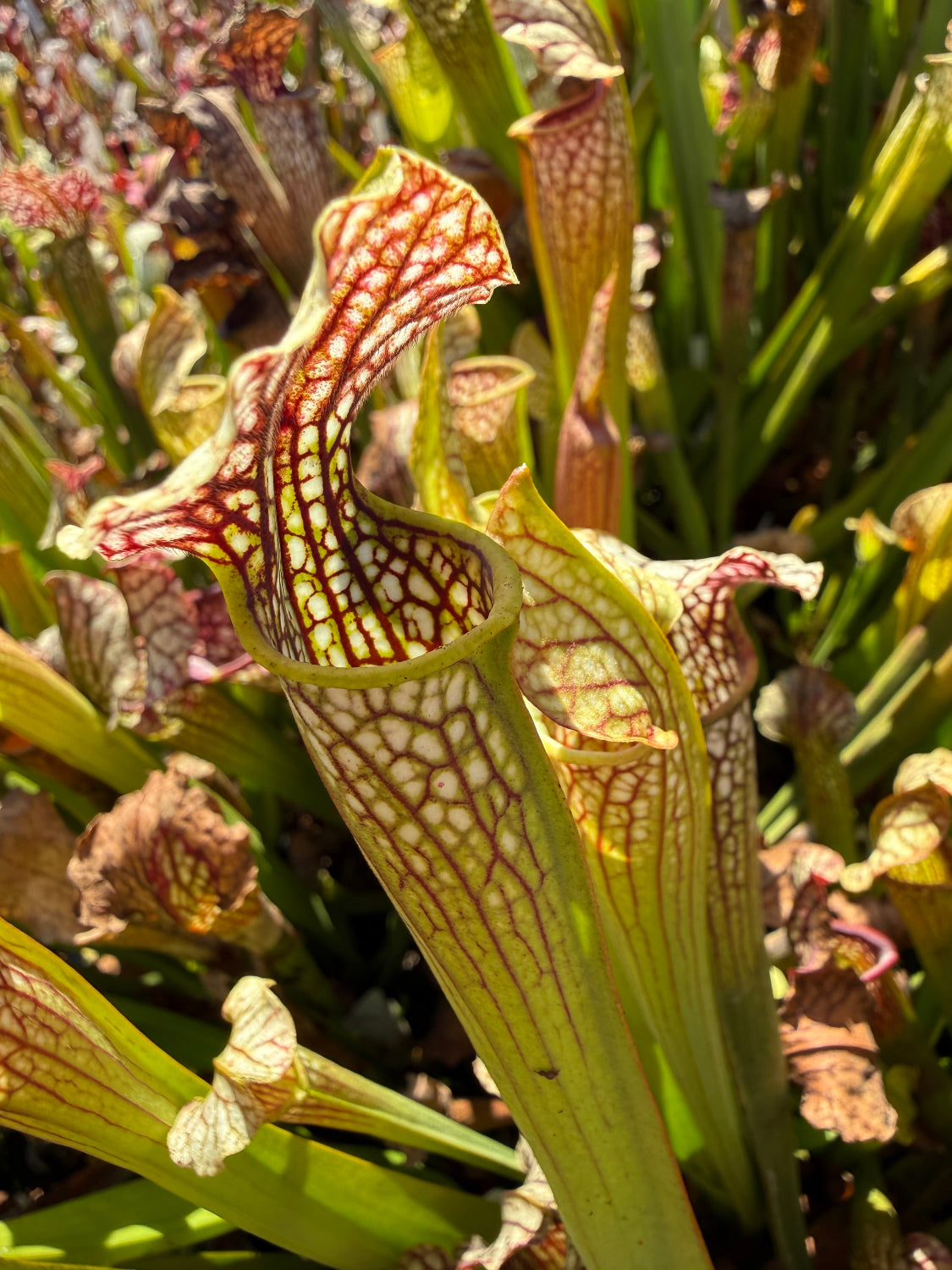 Sarracenia leucophylla HCW Clone E x alata Black Tube Stone Co, MS