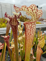 Sarracenia leucophylla Hanrahan x alata Anthocyanin-Free Pitcher Plant