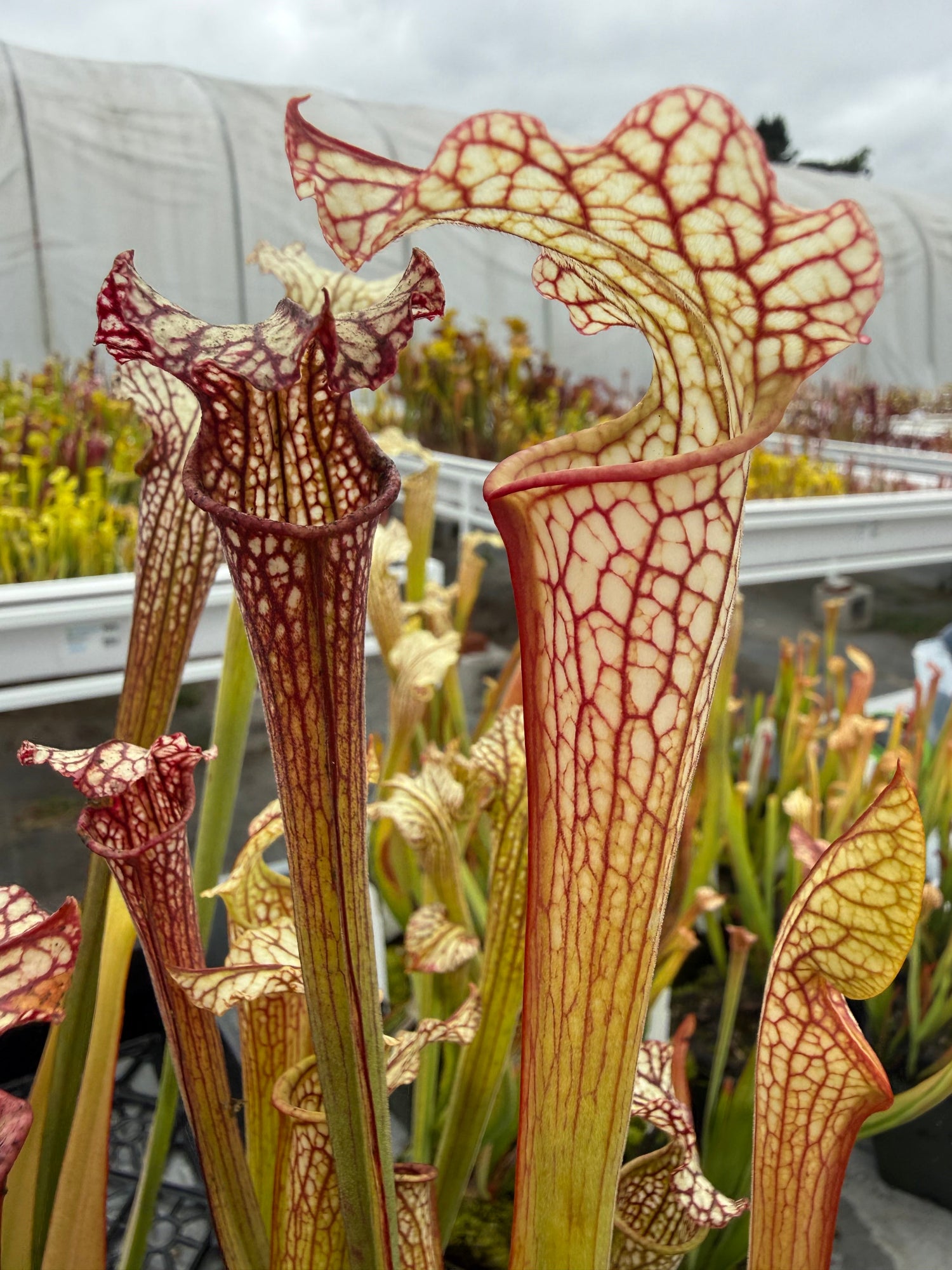 Sarracenia leucophylla Hanrahan x alata Anthocyanin-Free Pitcher Plant