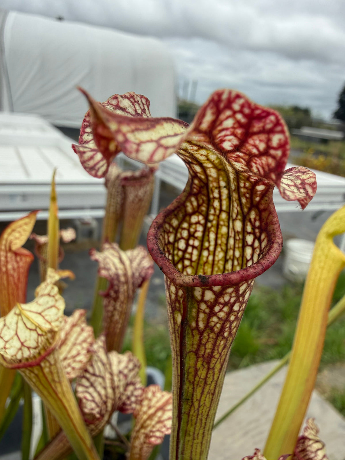 Sarracenia leucophylla Hanrahan x alata Anthocyanin-Free Pitcher Plant