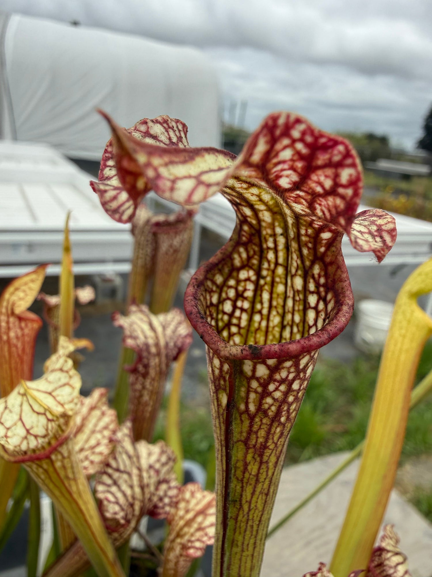 Sarracenia leucophylla Hanrahan x alata Anthocyanin-Free Pitcher Plant