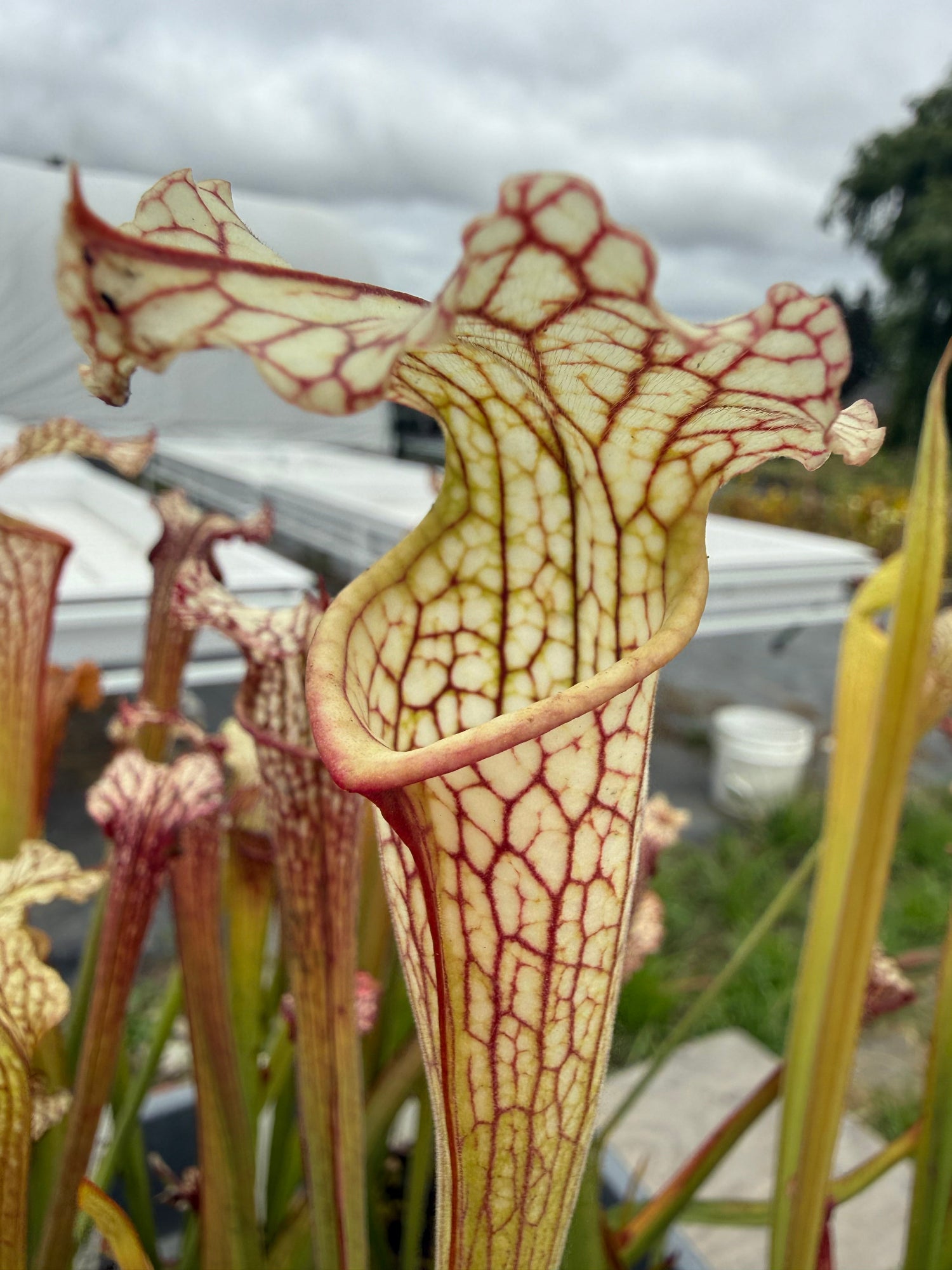 Sarracenia leucophylla Hanrahan x alata Anthocyanin-Free Pitcher Plant