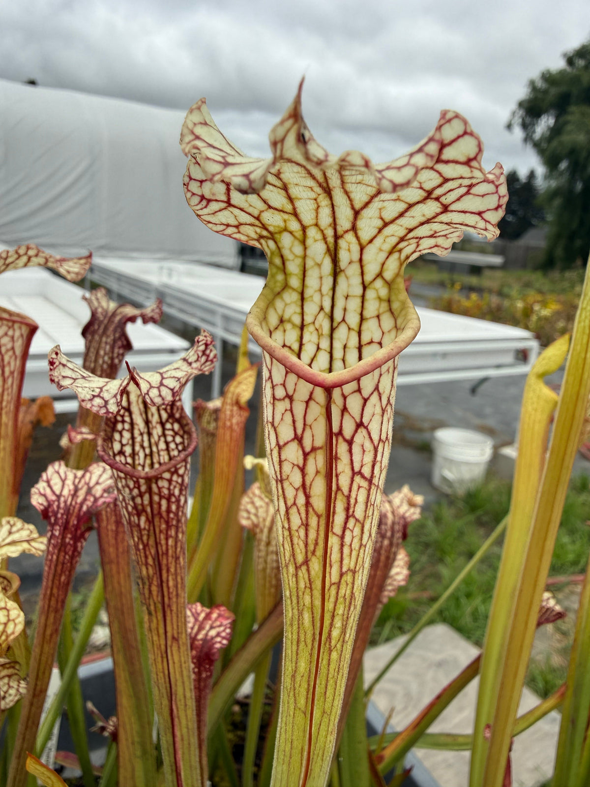 Sarracenia leucophylla Hanrahan x alata Anthocyanin-Free Pitcher Plant