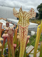 Sarracenia leucophylla Hanrahan x alata Anthocyanin-Free Pitcher Plant