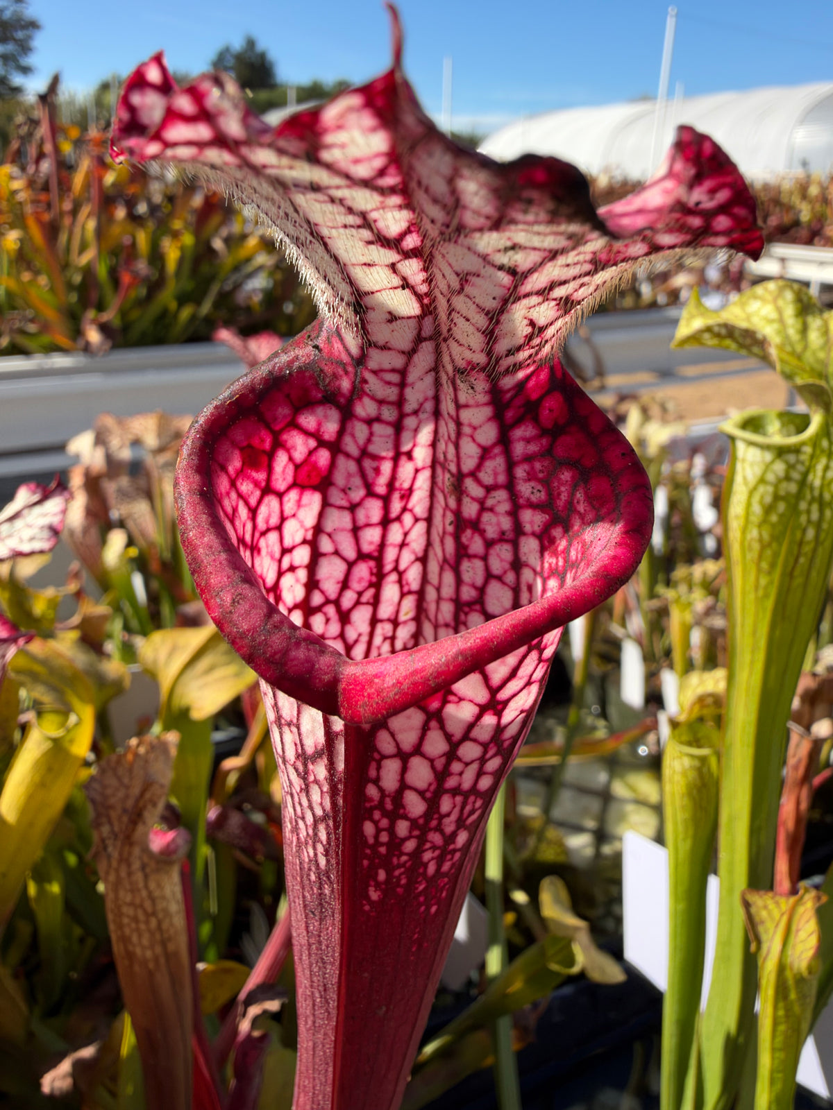 A sarracenia grows in an outdoor setting 