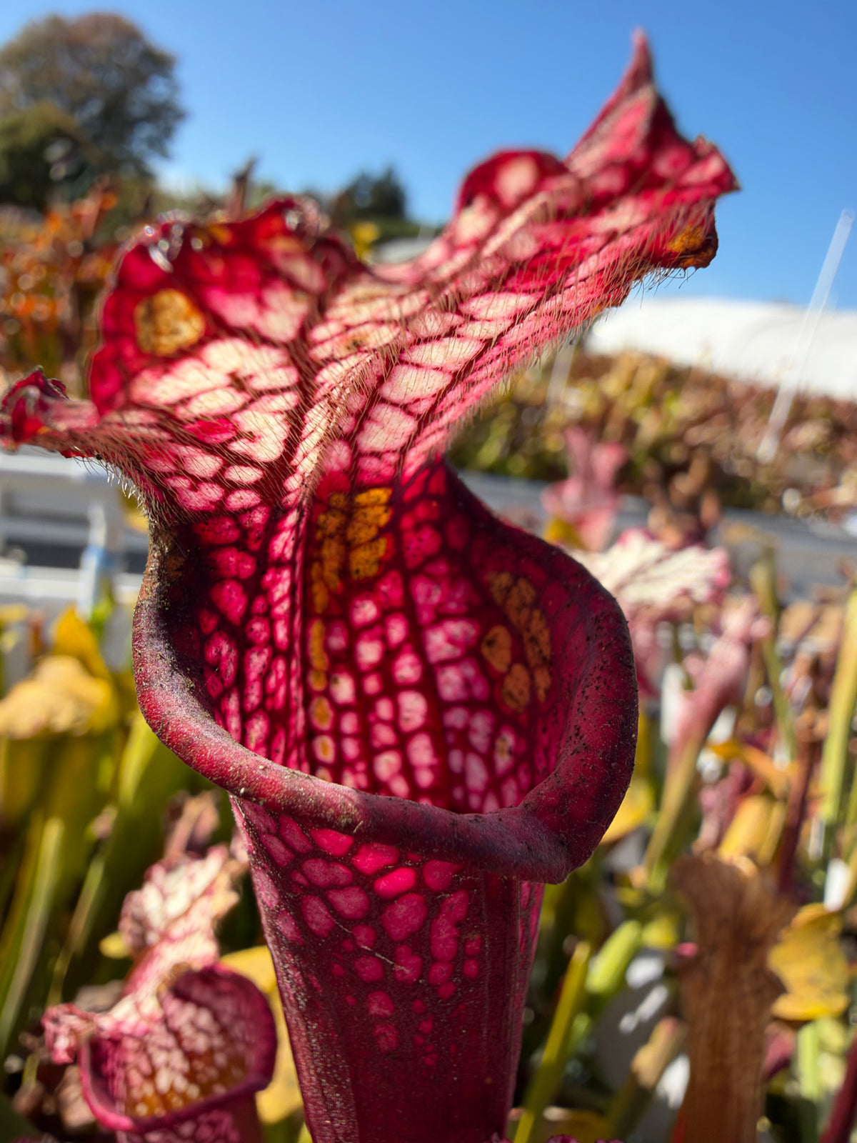 A sarracenia grows in an outdoor setting 