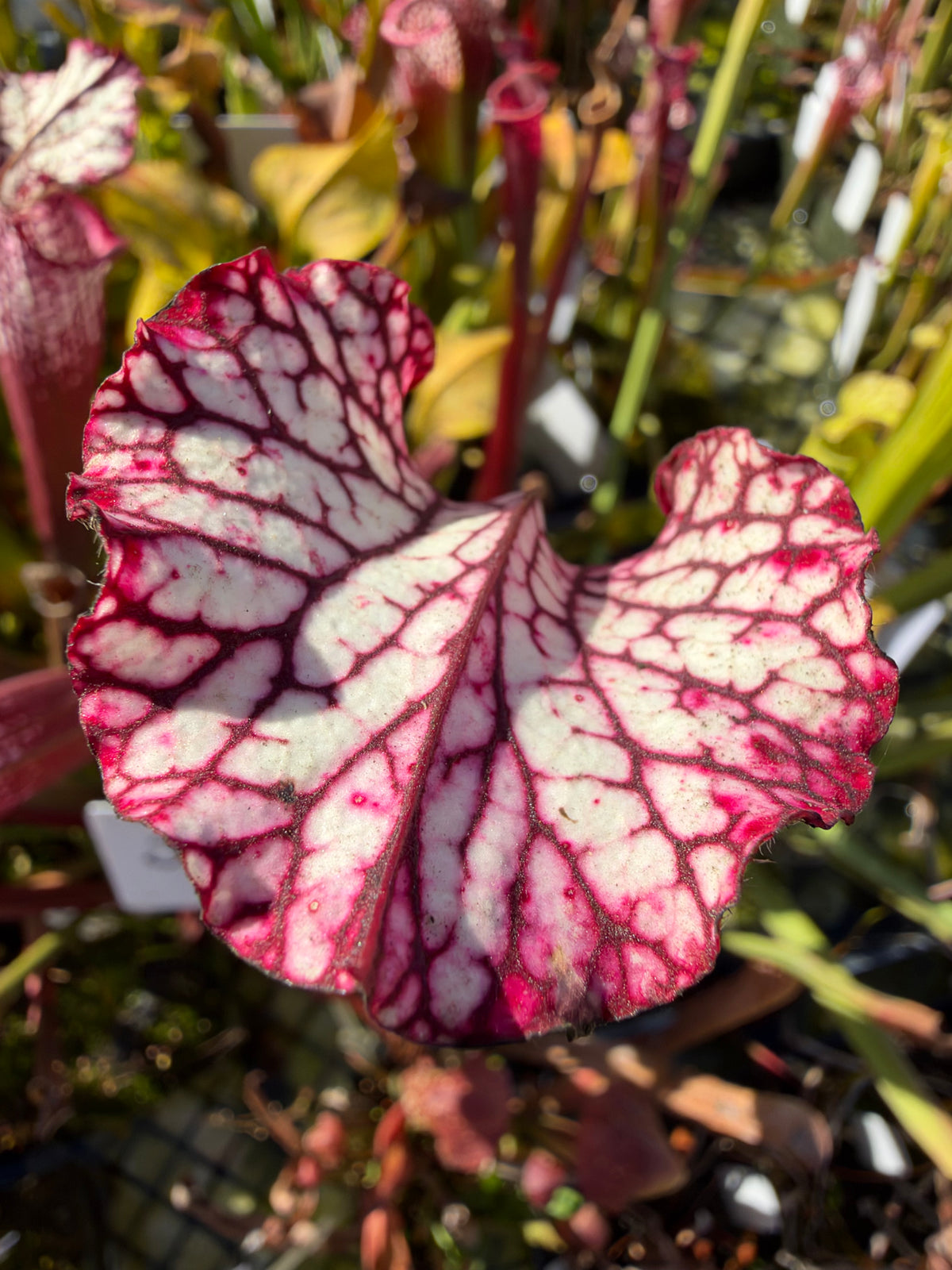 A sarracenia grows in an outdoor setting 