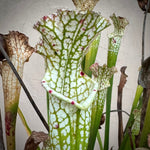 Sarracenia leucophylla 'Hurricane Creek White' Clone B