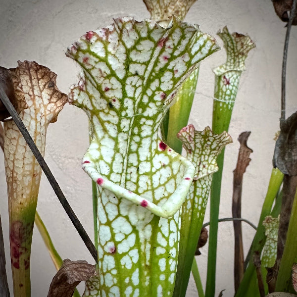 Sarracenia leucophylla 'Hurricane Creek White' Clone B