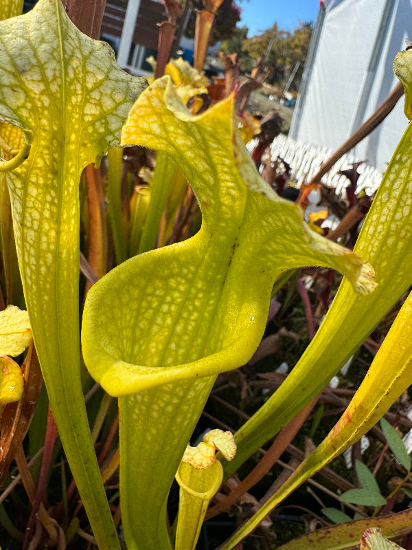 Sarracenia leucophylla "Hurricane Creek White" x flava var. maxima