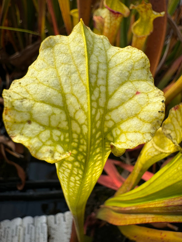 Sarracenia leucophylla "Hurricane Creek White" x flava var. maxima