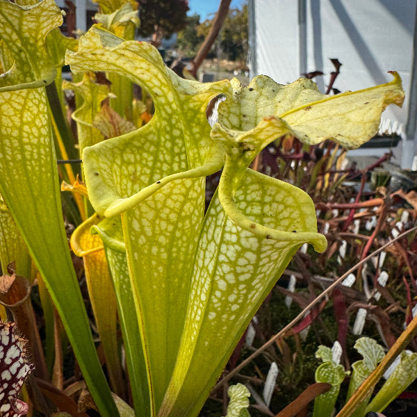 Sarracenia leucophylla "Hurricane Creek White" x flava var. maxima