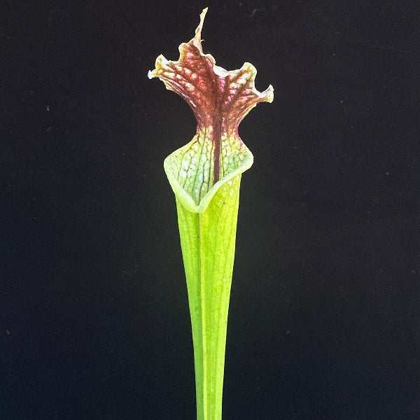 Sarracenia leucophylla ‘Hurricane Creek White’ x ( x moorei )