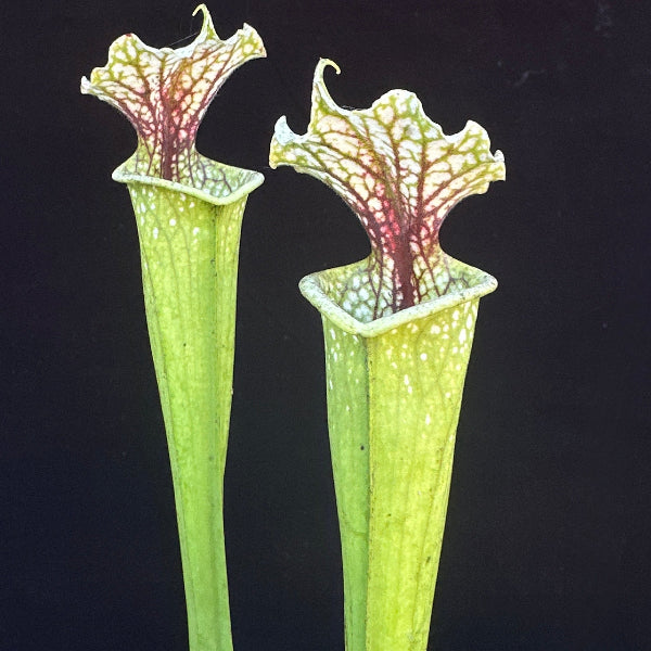 Sarracenia leucophylla ‘Hurricane Creek White’ x ( x moorei )