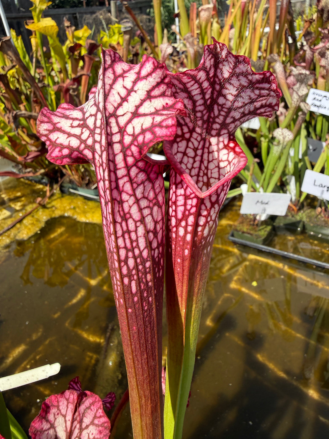 A close-up of a carnivorous pitcher plant with deep red and white patterned tubular flowers, photographed in a garden or nursery setting with water and other plants in the background.