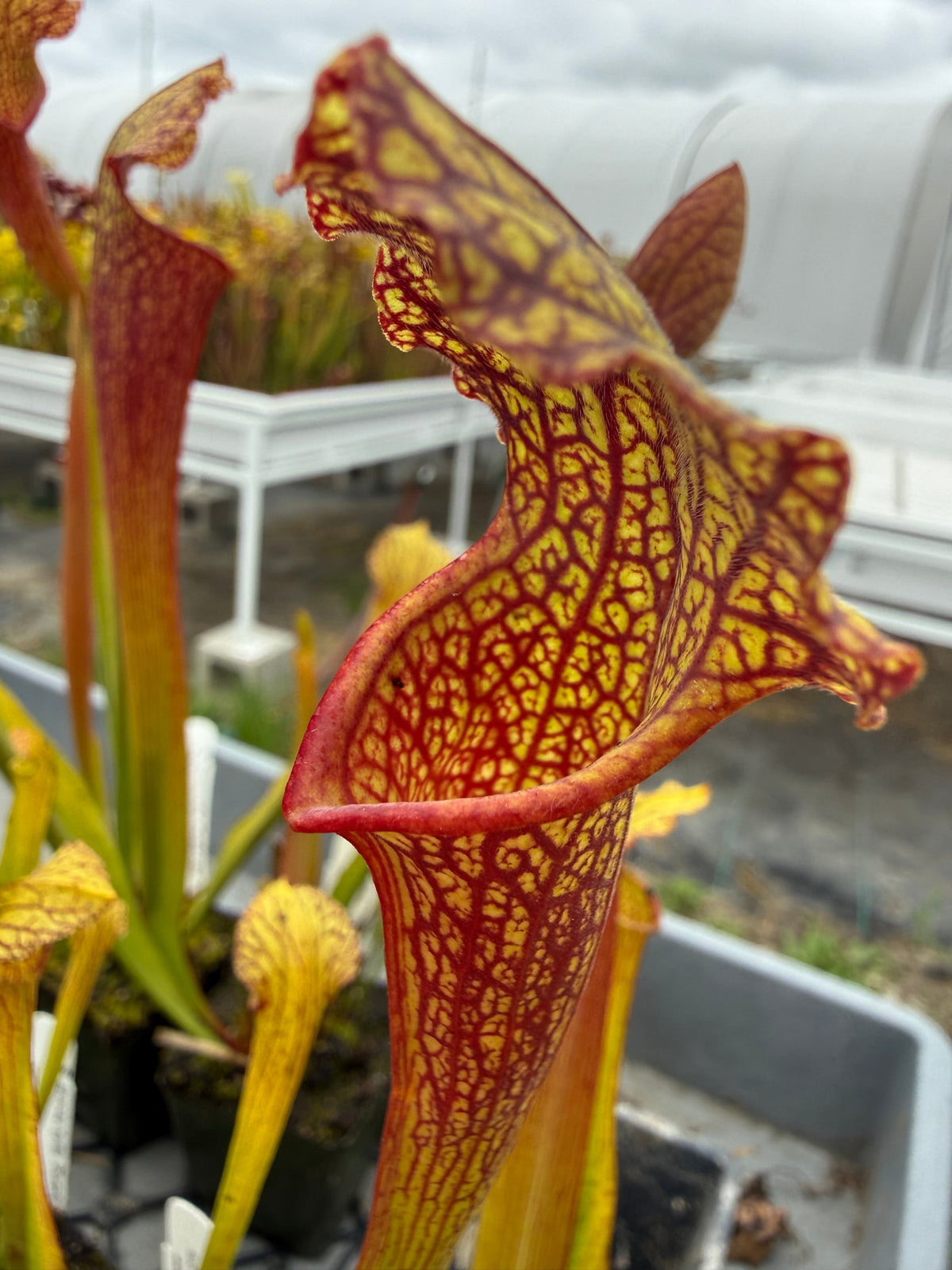 Sarracenia leucophylla Purple Lips x Green Monster Pitcher Plant