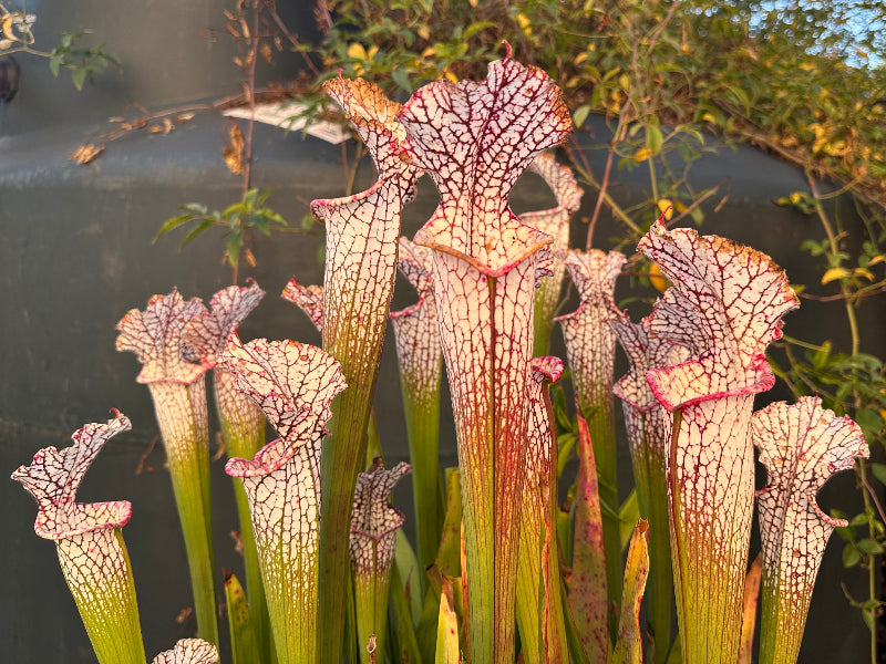 Sarracenia leucophylla ( "Purple Lips" x "Mesa Exotics" ) DGL14
