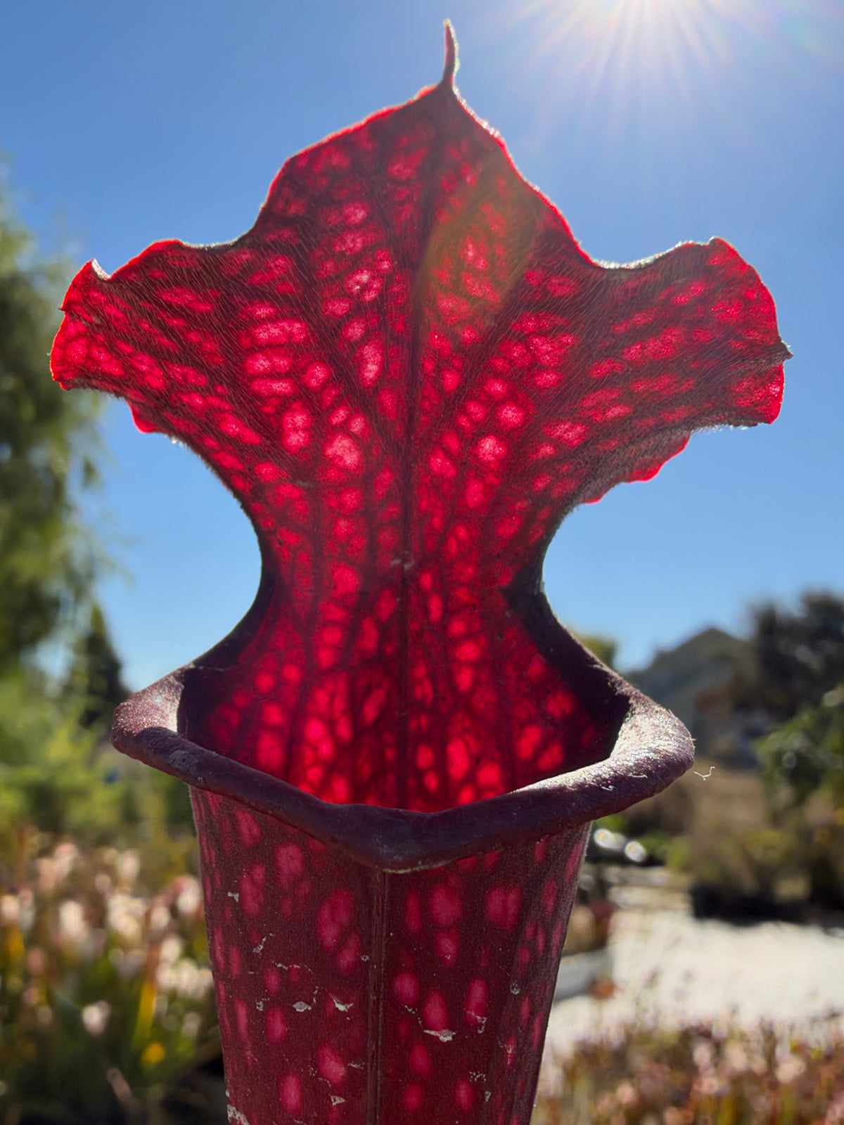 A red sarracenia pitcher grows in an outdoor setting