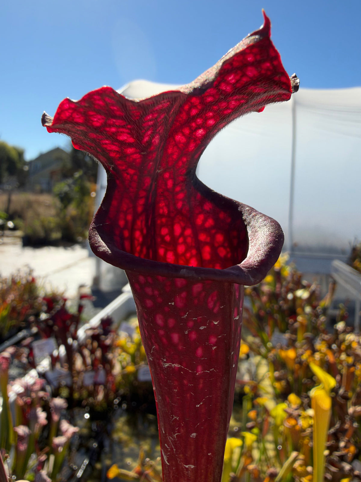 A red sarracenia pitcher grows in an outdoor setting 