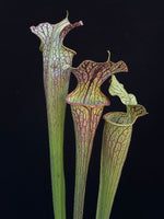 Sarracenia ( leucophylla “Red & White” x minor ‘Giant’ ) x flava var. ornata “Bulloch Co” DG