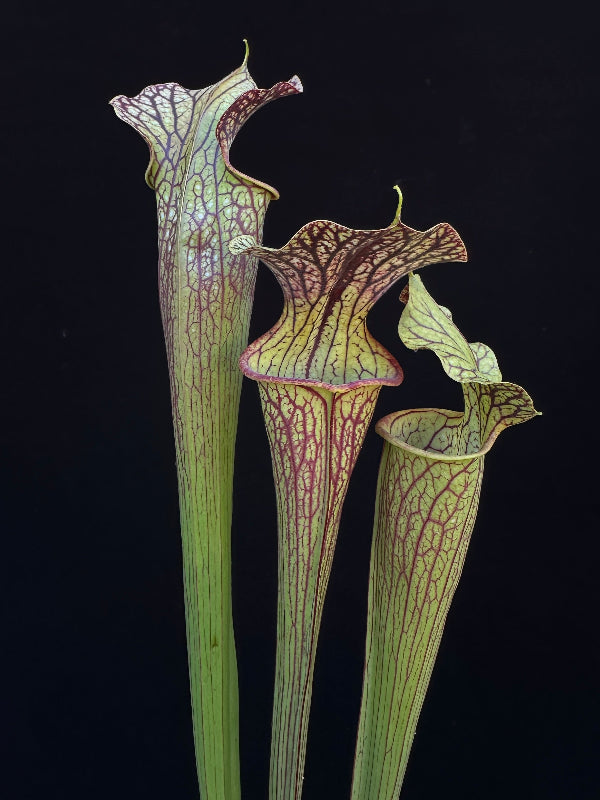 Sarracenia ( leucophylla “Red & White” x minor ‘Giant’ ) x flava var. ornata “Bulloch Co” DG