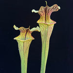 Sarracenia ( leucophylla “Red & White” x minor ‘Giant’ ) x flava var. ornata “Bulloch Co” DG